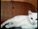 携帯動画猫～雷雨ぬこ