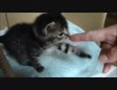 子猫　おかわり　四匹目…（泣）　 哺乳瓶大活躍♫