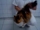 猫をぽんぽんと叩く