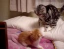 子猫　VS 大人の猫　第2ラウンド