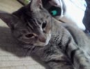 拗ねネコ　別角度