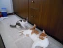 先住猫と子猫　-いろんなオモチャに浮気する弟-