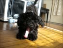 念願のわんこを飼って嬉しすぎてうｐした。