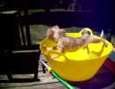 どうしても水に入りたくない犬