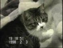 猫の寝る準備
