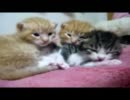 ラビと子猫たち　ﾊﾟｰﾄ30
