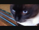 実家のたぬき猫