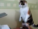 猫ｖｓプリンター