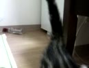 【マンチカン】 怒られた 【フェレット】