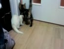【フェレット】 脱走の手助け 【マンチカン】