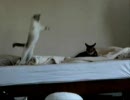 【はなωぽむ】その①「ねこじゃんぷ！」