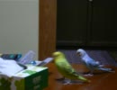 つまようじを取り合うセキセイインコ