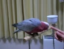 モモイロインコのピコ助、芸達者になるの巻