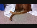 【にゃんズ！】窓の外が気になるにゃんズ（しっぽふりふり）