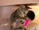 猫と遊ぼう