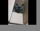 【歌ってみた】キャットフード【しざてぃ】