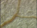 【One Minute Bio】1分動画で楽しむ生き物の世界【9】