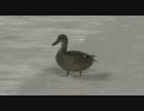 カモの夫婦