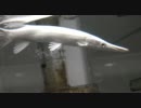 プラチナアリゲーターガー
