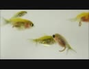 金魚の稚魚 4