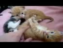 ラビと子猫たち　ﾊﾟｰﾄ31