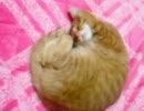 【時系列ｇｄｇｄ】まるい寝【一茶３】