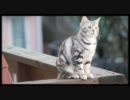 【ぬこぬこ動画】虫が気になる