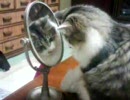 鏡の中のネコ
