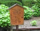 南楽園　菖蒲園