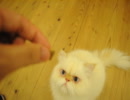 福岡の猫カフェ「猫カフェ　Ｃｌａssic」　６／２