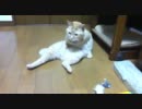 スコ座りのマリン