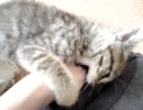 飼い猫に襲われつづける動画