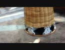 ニャンタ（仮）と遊ぶ！ニャ(・ω・^=)