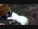 続・ニャンタ（仮）と遊ぶ！ニャ(・ω・^=)