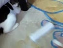 コロコロに反応する猫