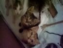 寝床のねこ
