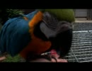 ルリコンゴウインコの水浴び後