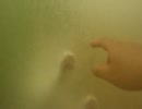 ガラス越しぬこ