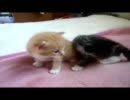 ラビと子猫たち　ﾊﾟｰﾄ32