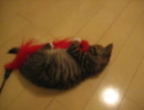 継父ネロ奮闘記＜猫じゃらしガマン編①＞
