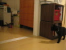 継父ネロ奮闘記＜猫じゃらしガマン編②＞