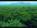 【オリジナル曲】Jungle