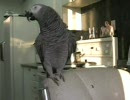 beatboxing parrot