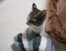 子猫を拾ってしまいました・・・