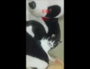 「ダブルラリアット」を踊ってみたぬこ
