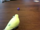 セキセイインコ　遊び2