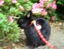 黒うさぎ　ブラ男4歳BD記念