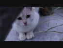 ねこ