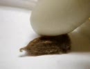 謎のもふもふ生物