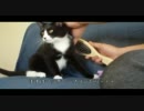 ブラッシングされる猫